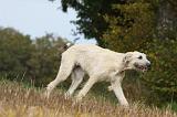IRISH WOLFHOUND 149